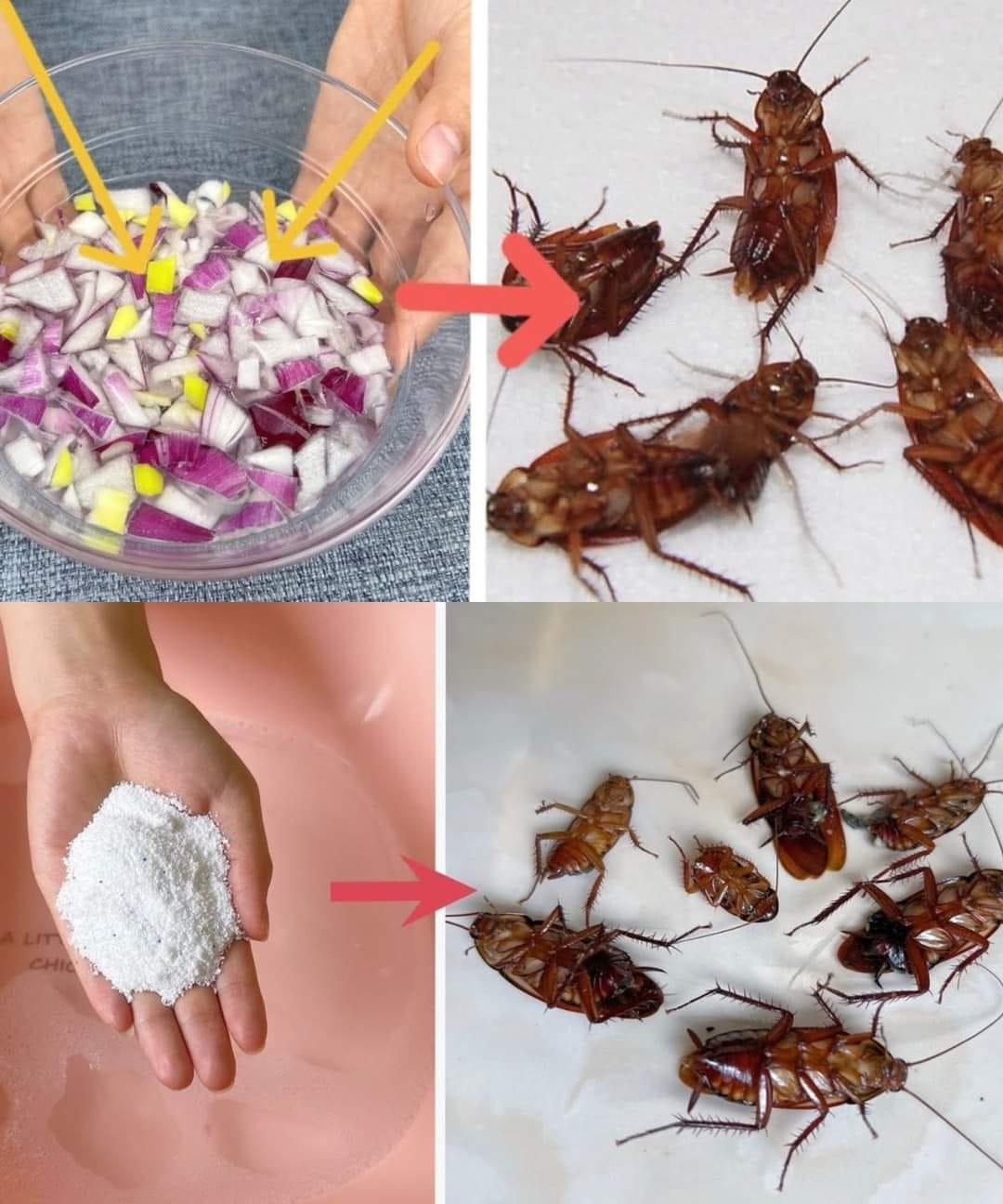 460490928 122172966626090941 6776640719794265875 N