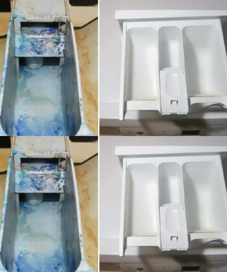 460530398 122172979562090941 3582608569595558904 N