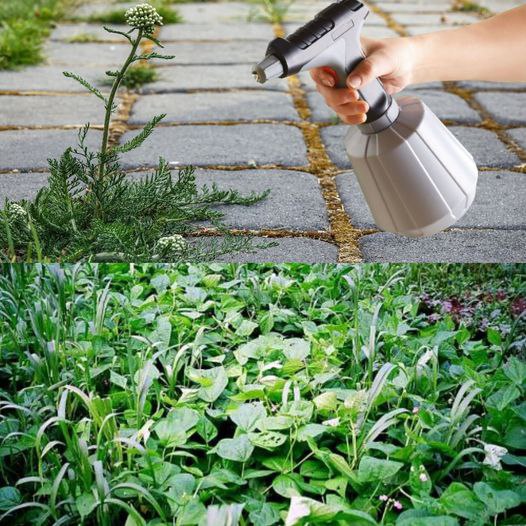 460846599 122176558628157478 7590953263221835251 N