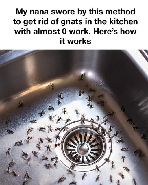 462360441 955433549961359 7343703685155000709 N