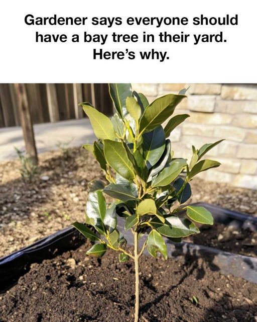 462360858 1014440667147178 3024691808854609518 N