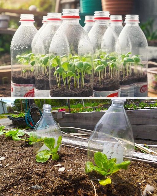 462534541 122180496230115362 5732774536168497643 N