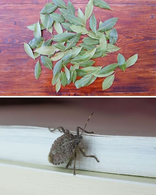 462620391 122180650274115362 6604030630975216776 N