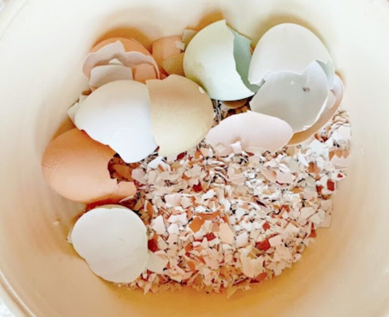 Crushed Eggshells For Chickens 1