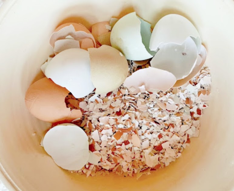 Crushed Eggshells For Chickens 1