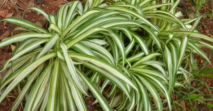 Falangio Resistente Purifica Aria Di Casa