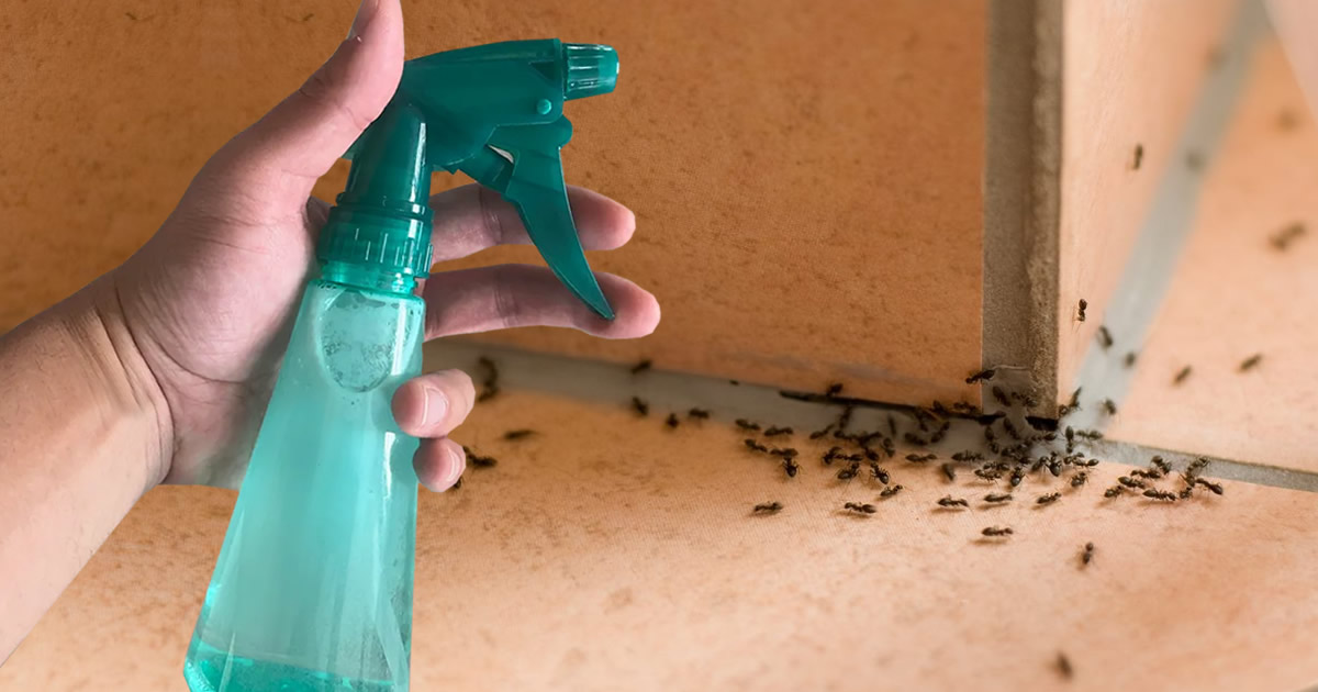 Insetticida Naturale Contro Ragni Formiche Zanzare