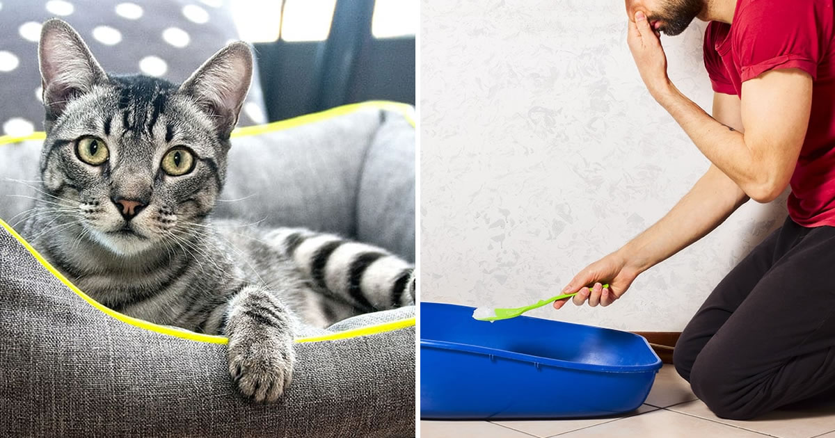 3 Trucchi Urina Gatto