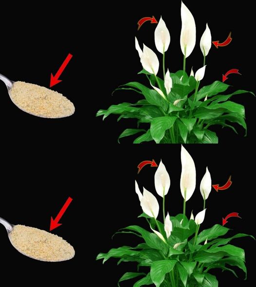 465150696 122155863458304277 7695810528363524878 N