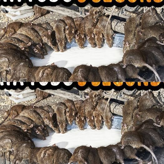 468590492 502355379509939 6034742206884613350 N