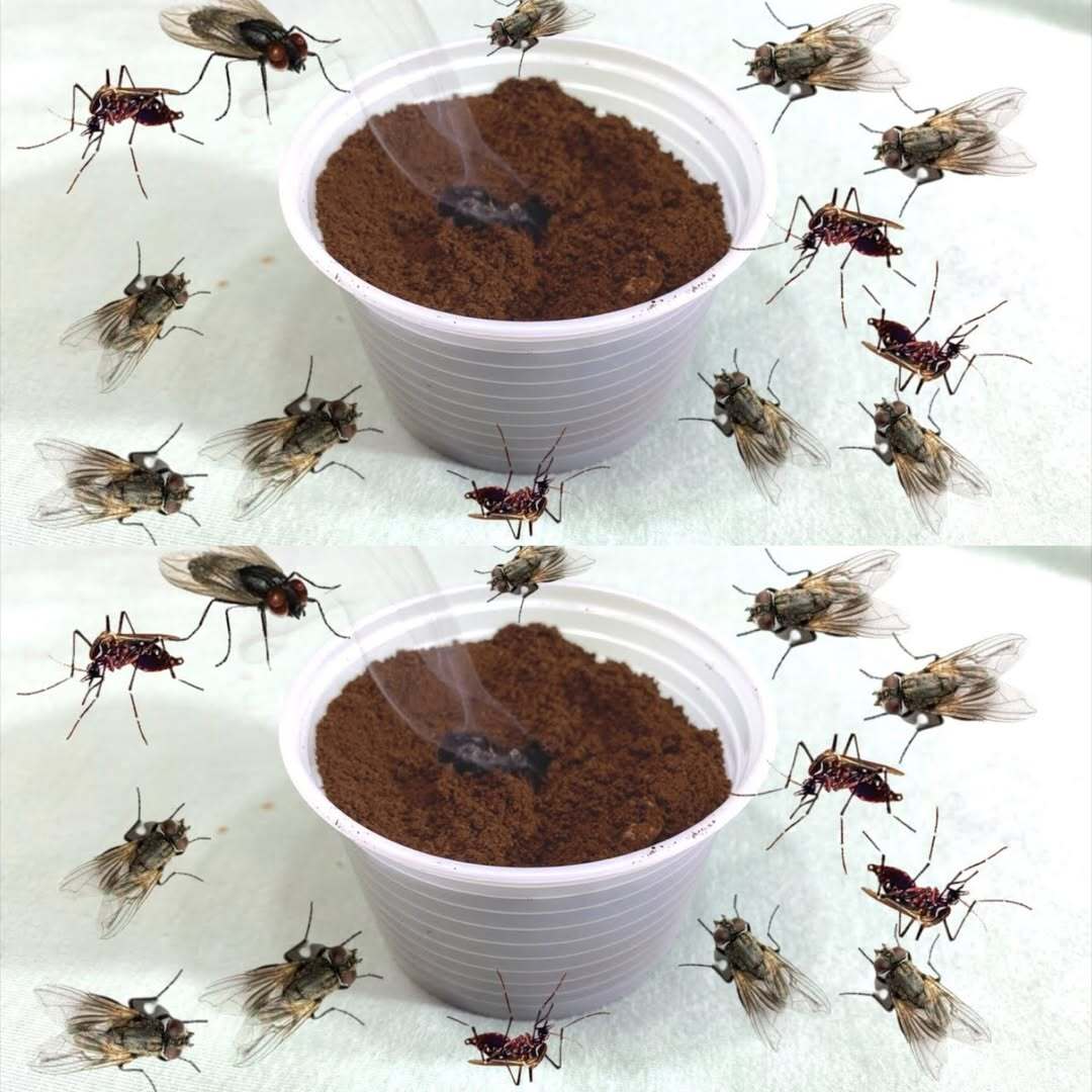 468833350 122197826876150568 5725129702539939971 N 1