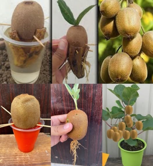 469122055 465529289907607 6766635740420512554 N