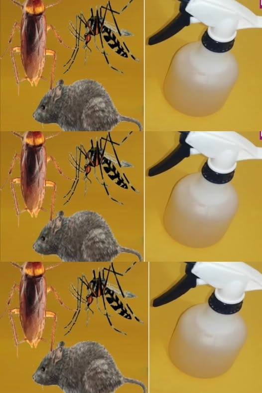 469593091 122230319792031745 2264716081359724910 N