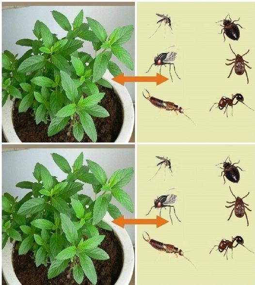 470137436 512144431864367 5010213671747361647 N