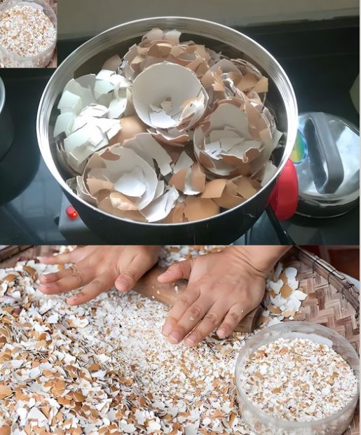 473320045 122110626368701520 8042405443939086120 N