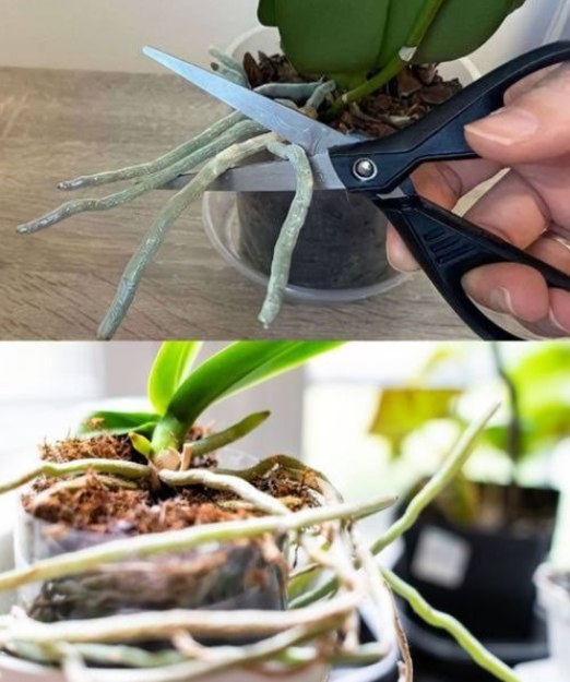 473383866 122108144390706639 6624018869325678101 N