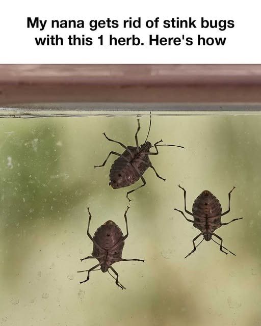474622665 499034703223732 3362205368200570941 N