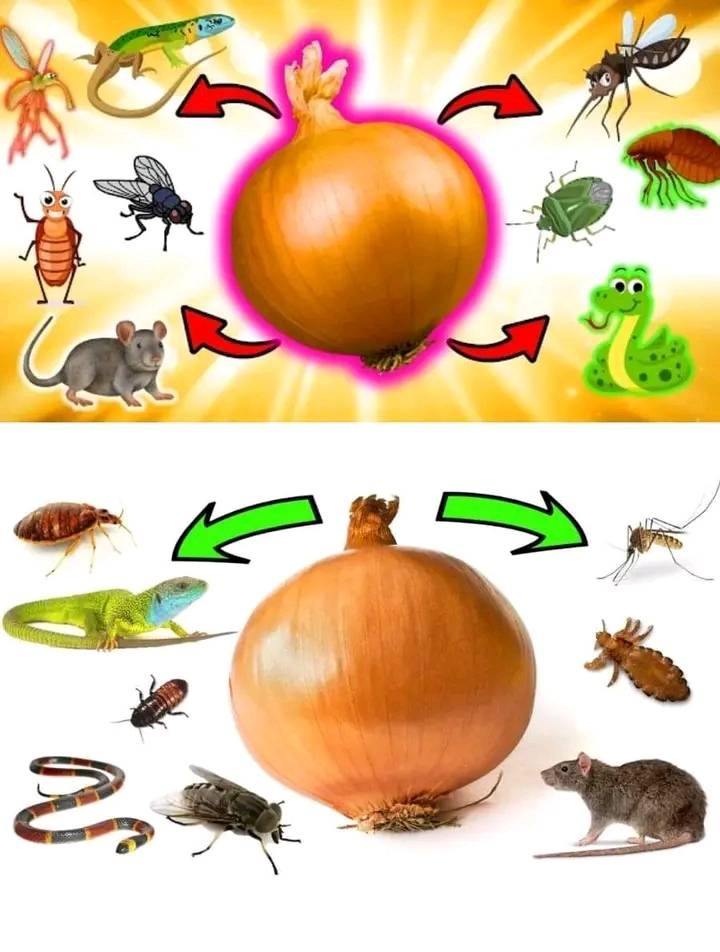 474771355 122112692432702309 5871732416981906751 N