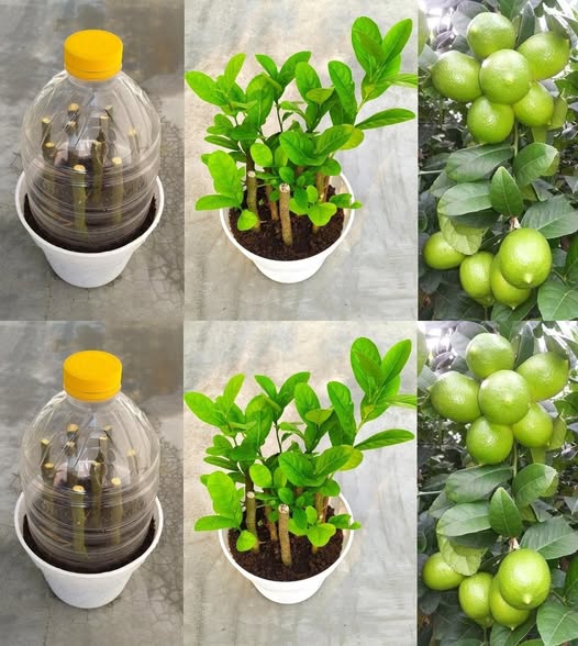 476501840 122243138006031745 8681062014958768311 N