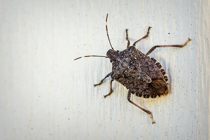 A Brown Stink Bug Clings To Outdoor Siding In The Autumn Sunligh