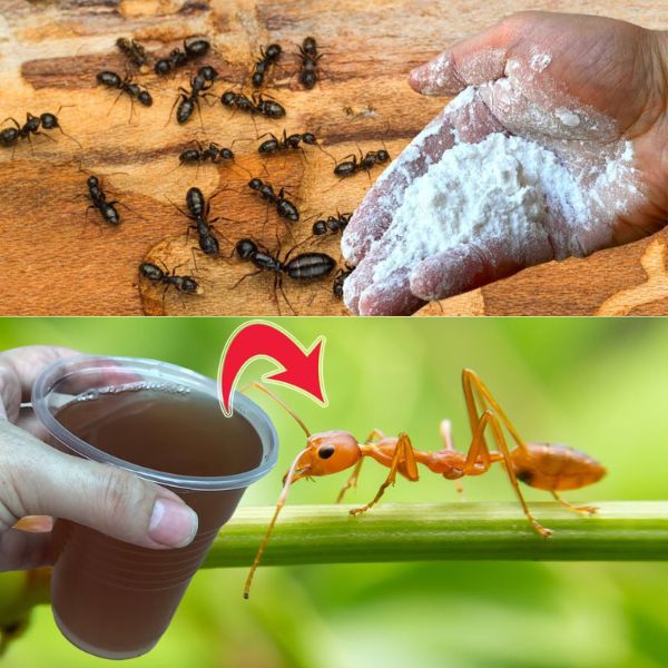 448236575 422118944133819 4966729242497305259 N