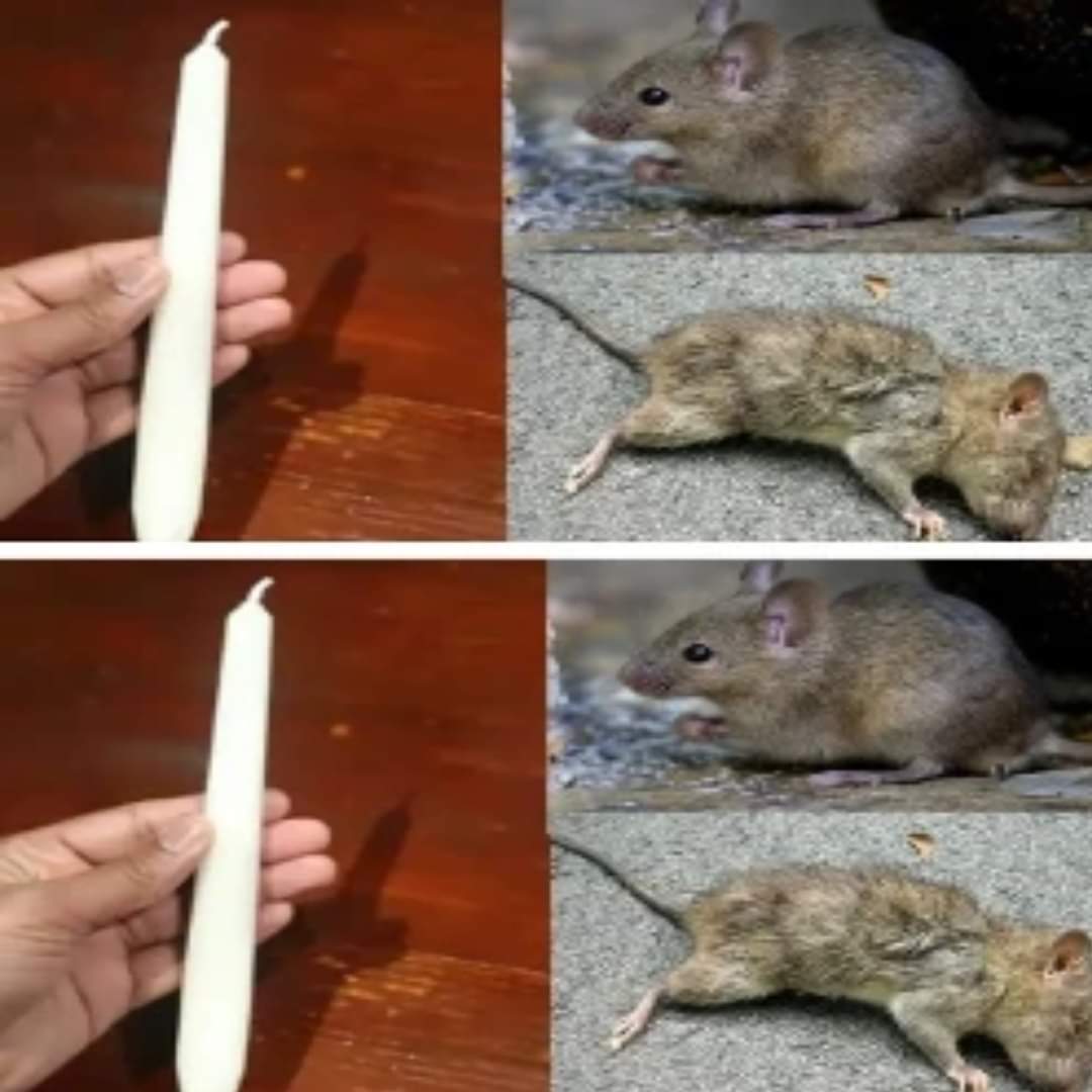461922455 531176246169700 5152934646271666447 N