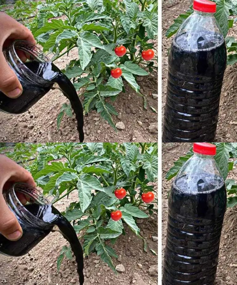 476822210 122204085140244268 4765878060381344795 N