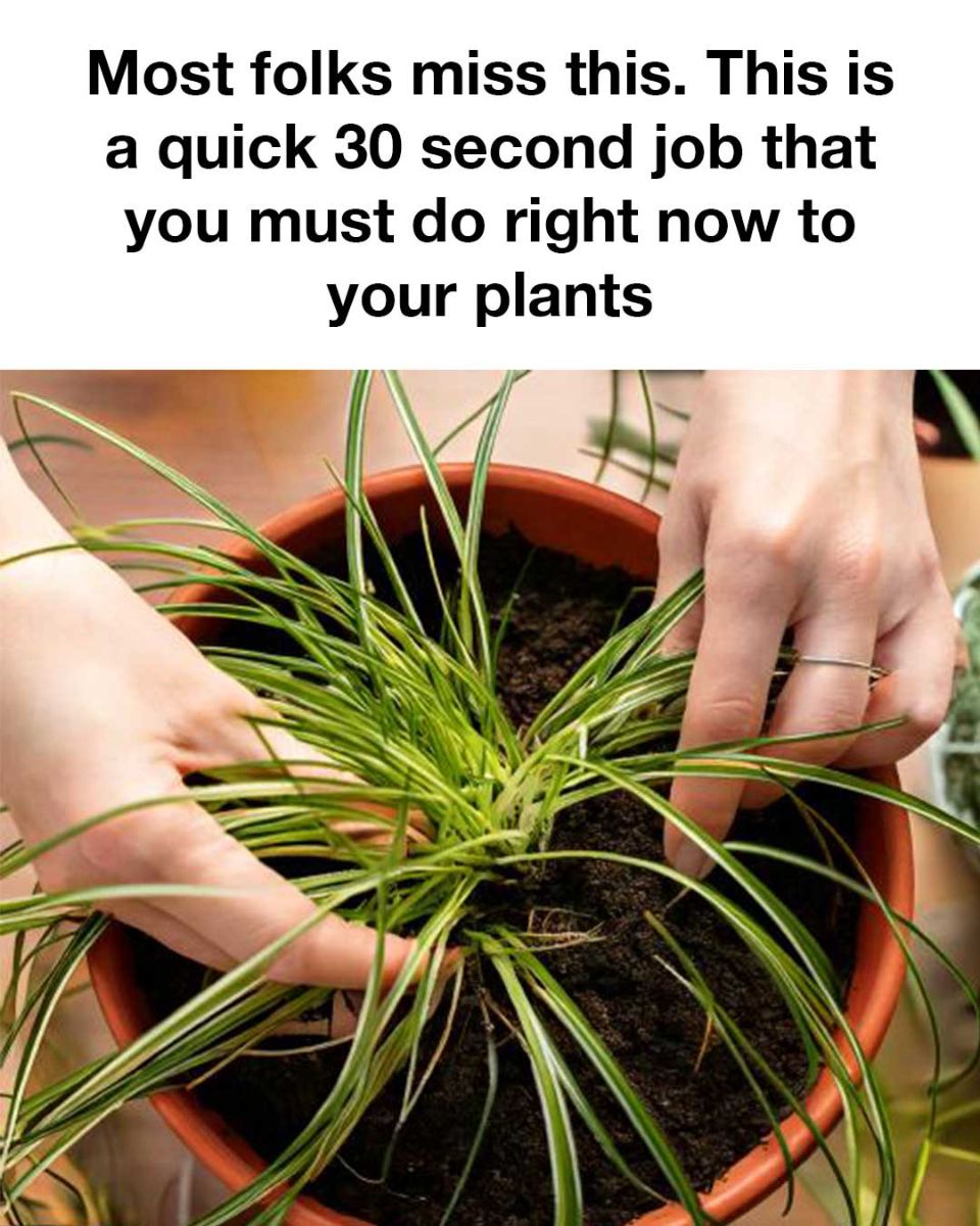 480273944 1104059471518630 6897503389623843852 N 1