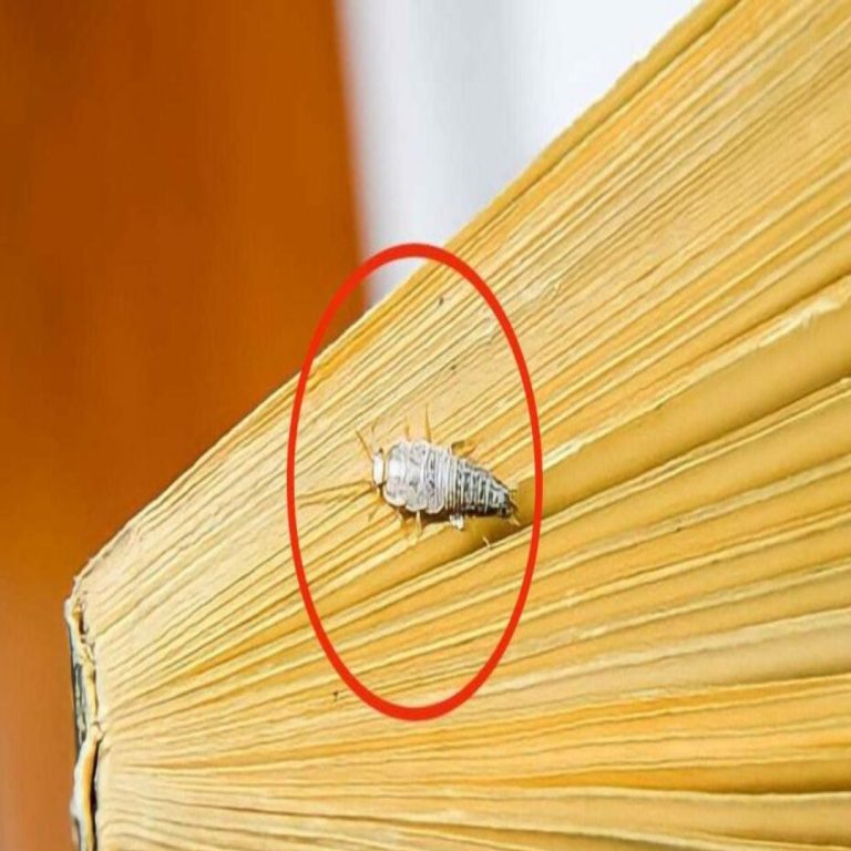 480964084 1770890683493149 5701029284750684479 N