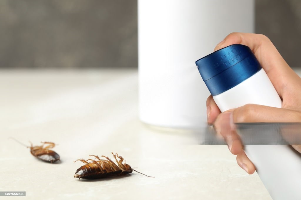 Pest Control. Using Household Insecticide To Kill Cockroaches At Home, Closeup