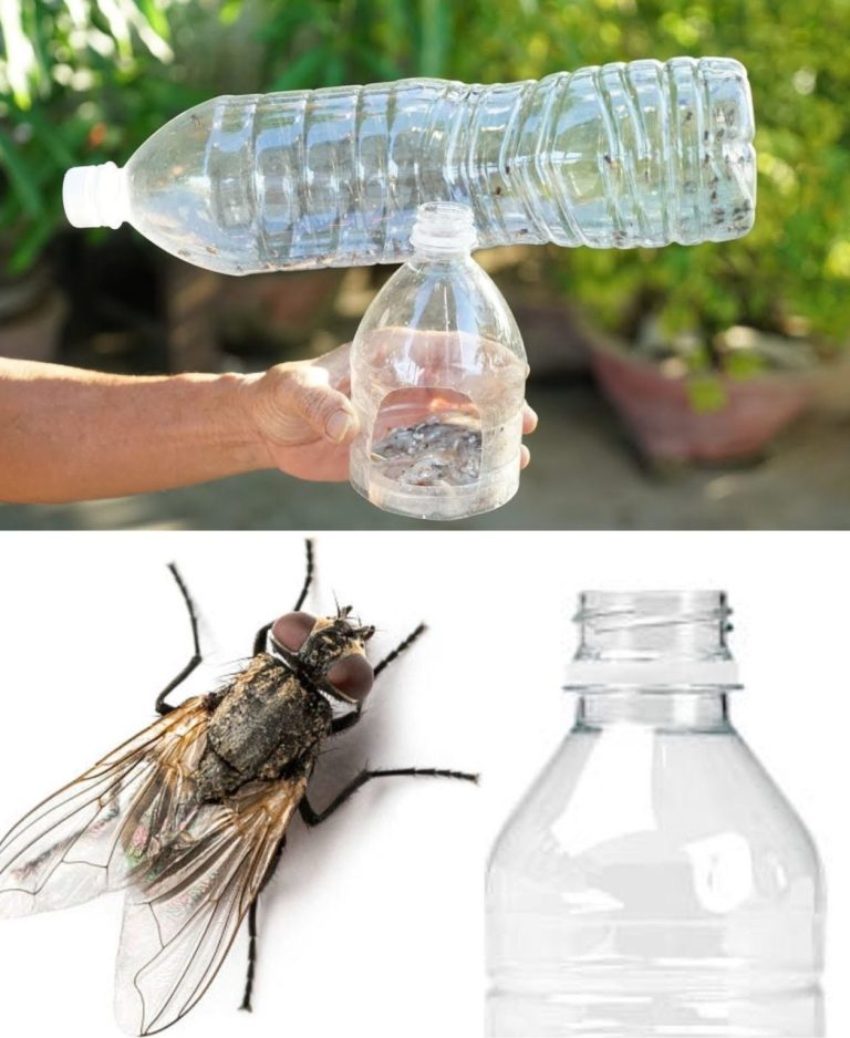 481256905 1766985433883674 1481047258515505801 N