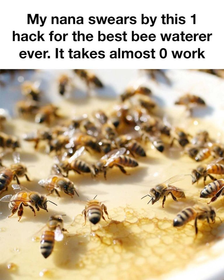 484338546 1870368097067367 5566885797797544580 N