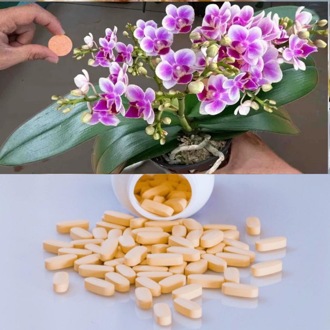 485730235 122154841394458798 2653651657866692185 N