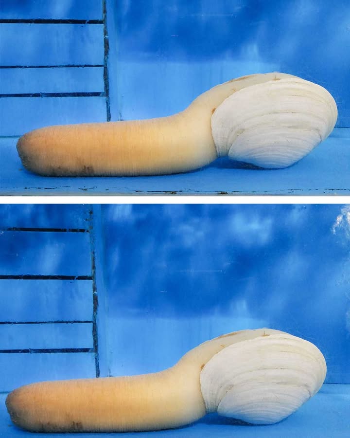 487118436 1169855451599835 6902211303340981317 N