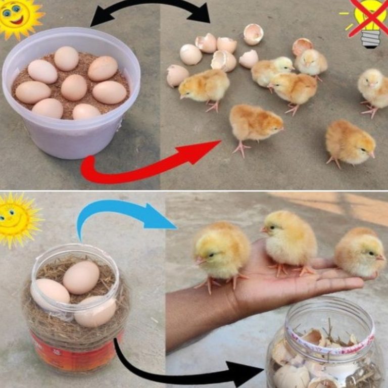 487236523 1219964243035522 1626345737889858328 N