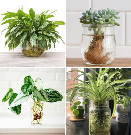 487356231 122184633710093586 4460279673544125530 N