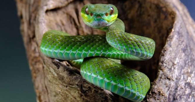 Snake Fi 1201x560 1 1 664x350 1