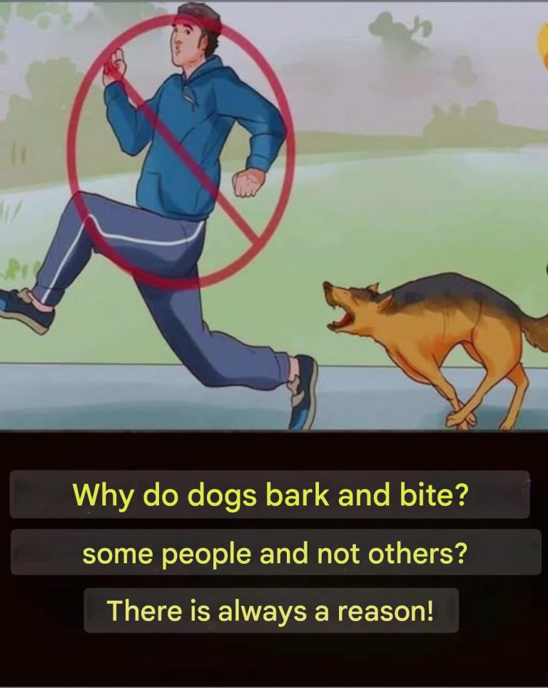 Whatsapp Image 2024 12 09 A 08.08.37 E1762650(1)