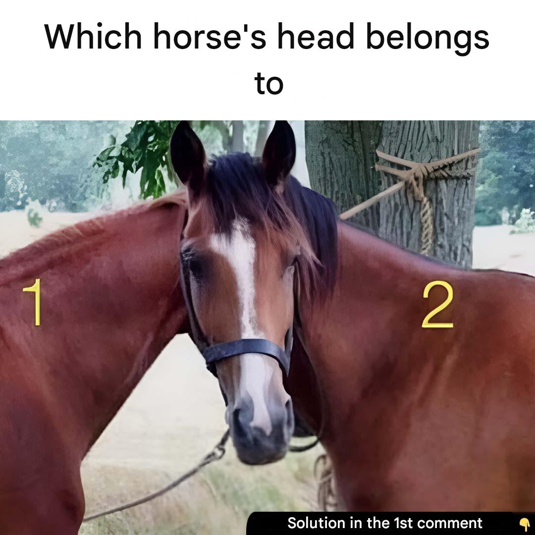A Quel Cheval Appartient La Tete(1)