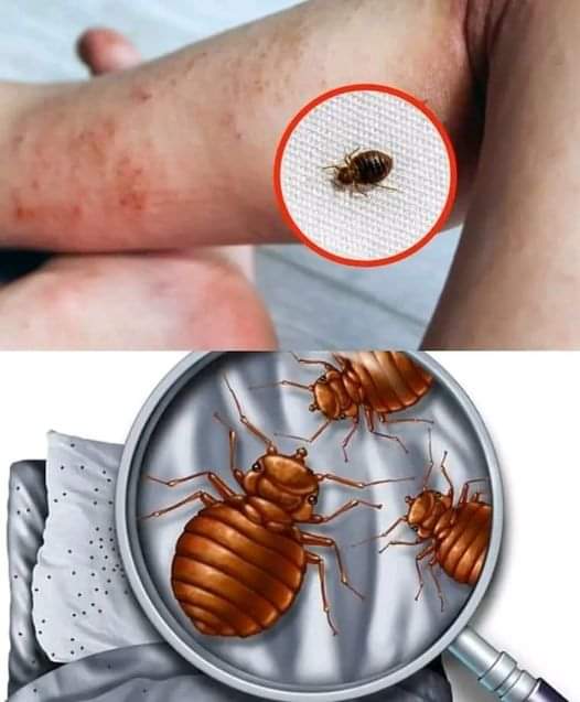 448405987 317624958067087 5538111412877167703 N