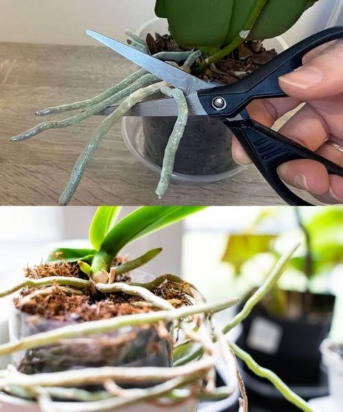 469523363 979761173981477 7365258707097377868 N