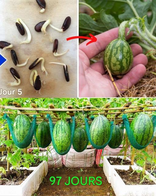 474265544 122192065604166565 7387617198162080041 N 1