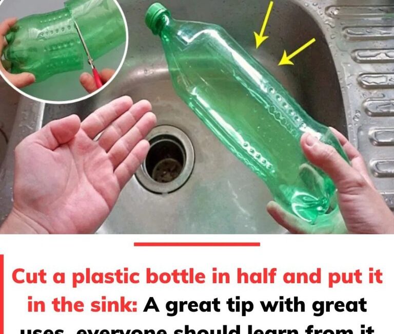 475988221 638040479181258 8428986107444657382 N 768x650