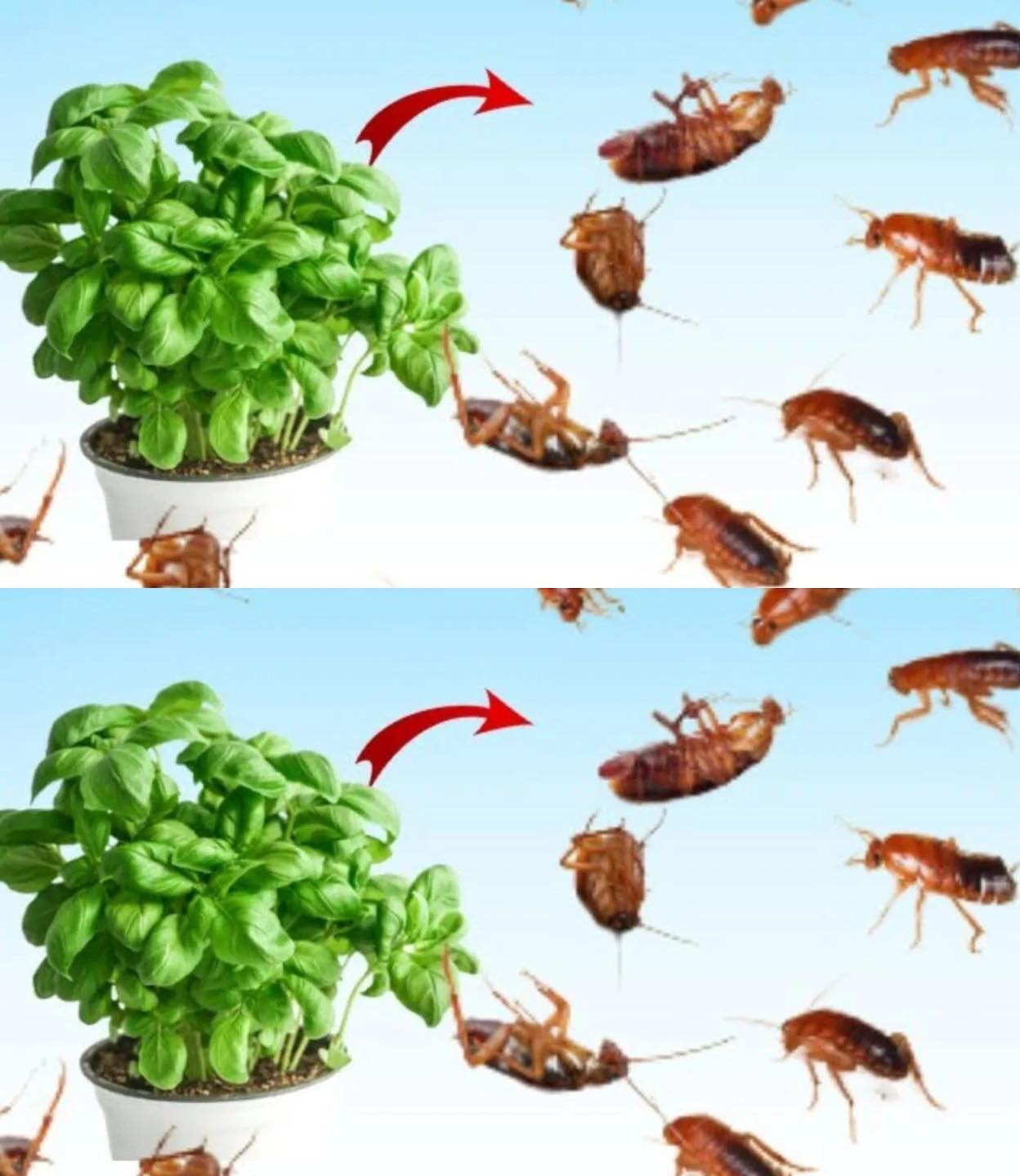 476228599 1181122850073079 2380787888385583388 N