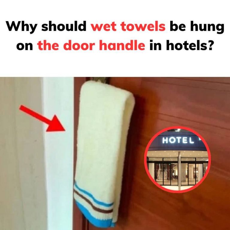 481069269 1161954651965028 2171523948934380064 N