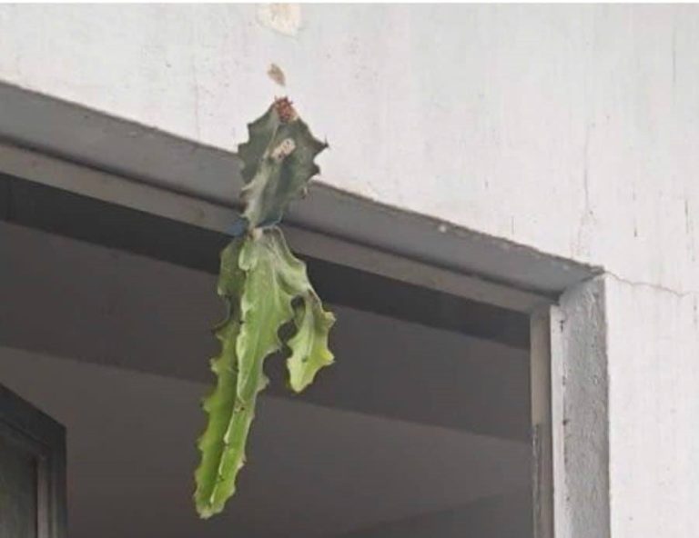 481233648 1161953228631837 8997230064399711986 N