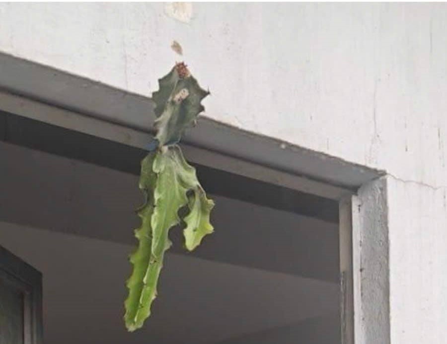 481233648 1161953228631837 8997230064399711986 N