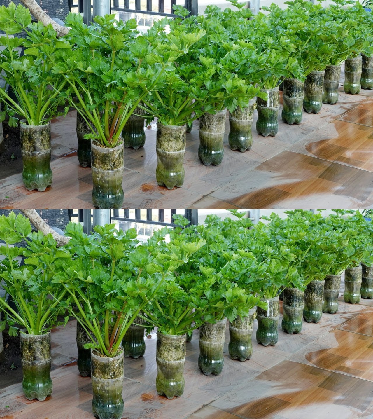 483605168 122144785370493940 5930088853497573709 N 1