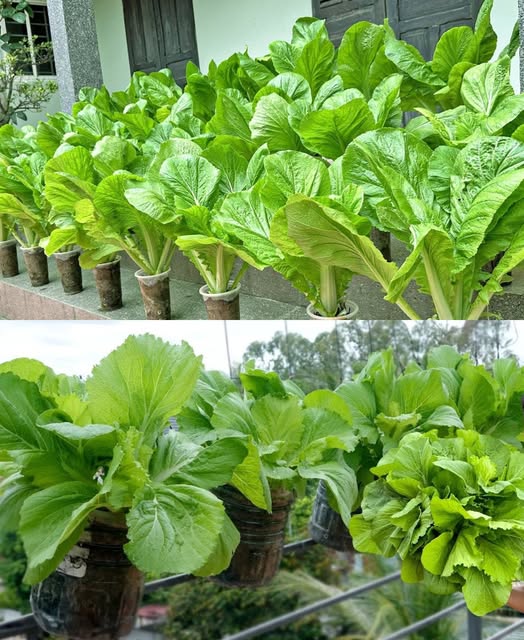 486393596 122224845896177231 4051362211543477834 N