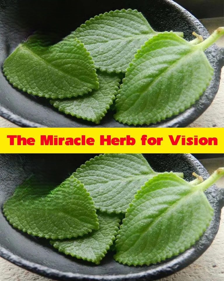 486571148 1215888903263140 2528805362153355824 N